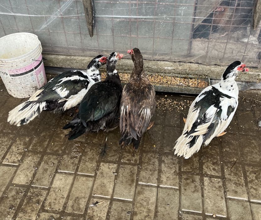 Vând Rățoi Leșești