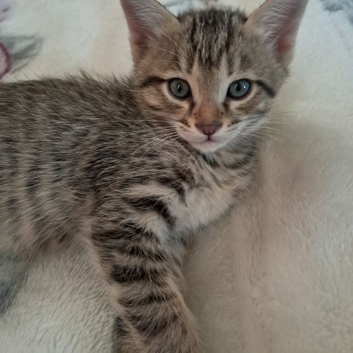 Отдаём котят в добрые руки