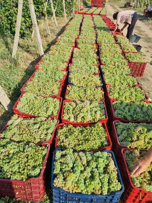 Struguri de vin deținem vie proprie