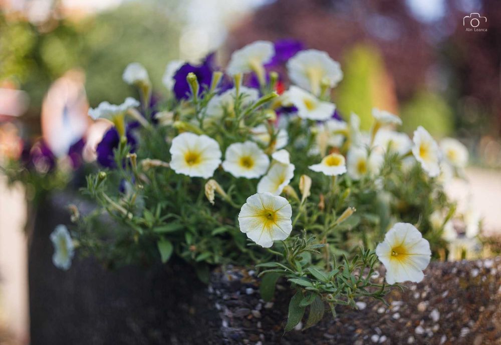 Obiectiv Helios 81N 50mm F2