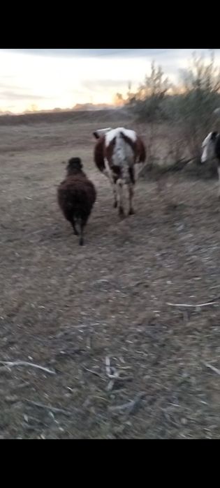 Продам срочно телочку