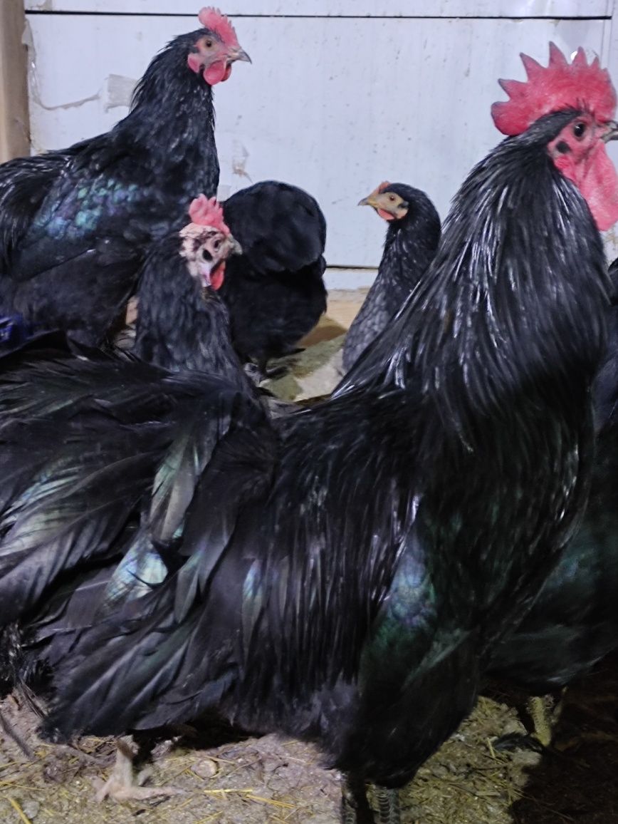 Pui Australorp negru. La 7săptămâni