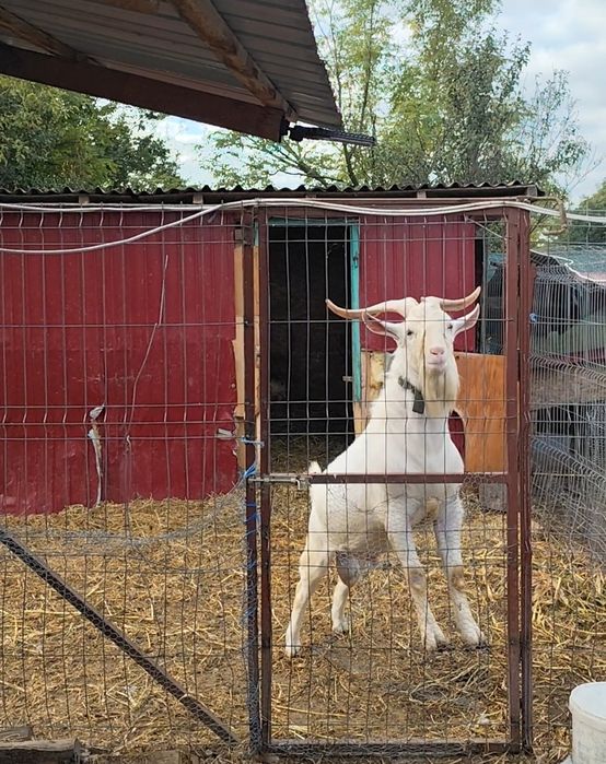Animale de prăsilă