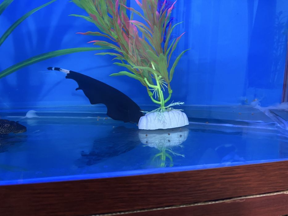 Sotiladi 250 mindan donasi