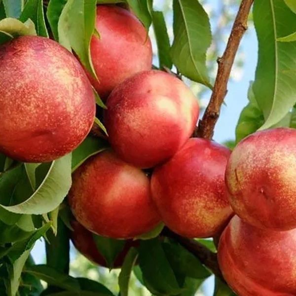 Pomi Fructiferi Glia Stramoseasca (Soiuri de Nectarin)