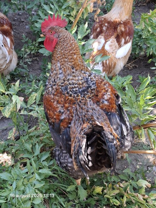 Păsări de vânzare