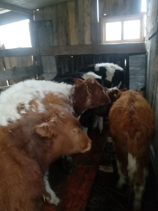 Продам бычков и тёлочек