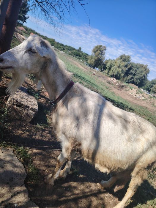 Vând capre cu lapte