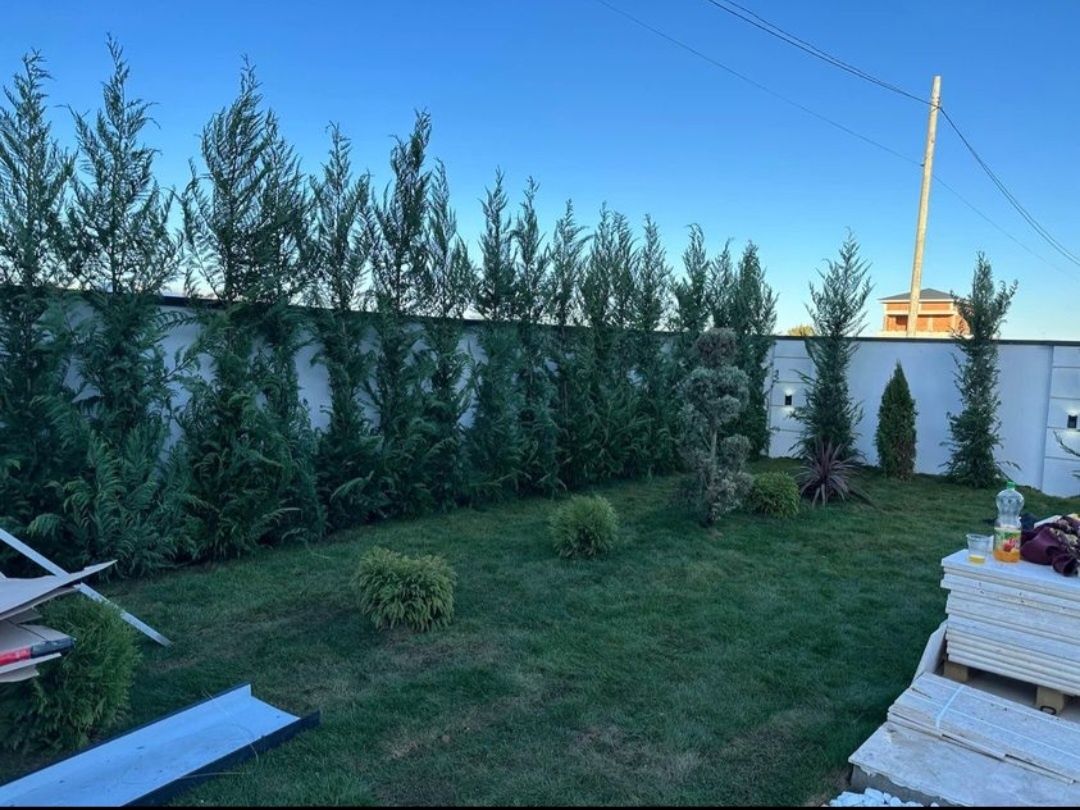 Cupressus leylandii 1.5m - 4m gard viu natural si gazon rulou sport!