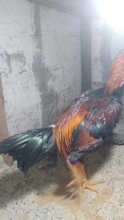 Байцовый турк 100%