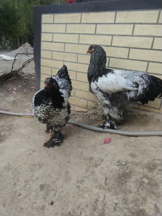 Toʻchkalailar sotiladisonni 9 ta 7 ta makiyon 2 ta xoʻroz 8 oylik