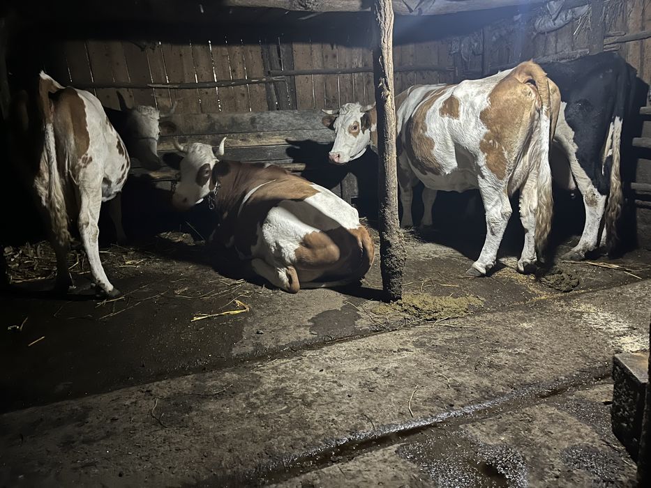 Vand vaci baltata romaneasca superbe de lapte