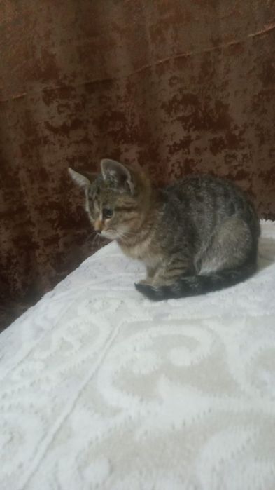 Кошечка ищет себе хороший дом и добрых людей которые будут о ней забот