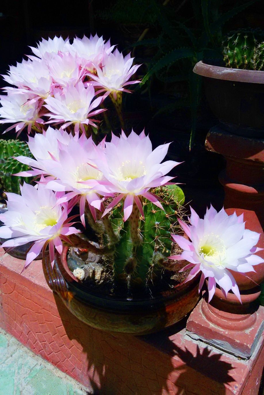 Цъфтящи кактуси Ехинопсис (Echinopsis eyriesii) (различни големини)