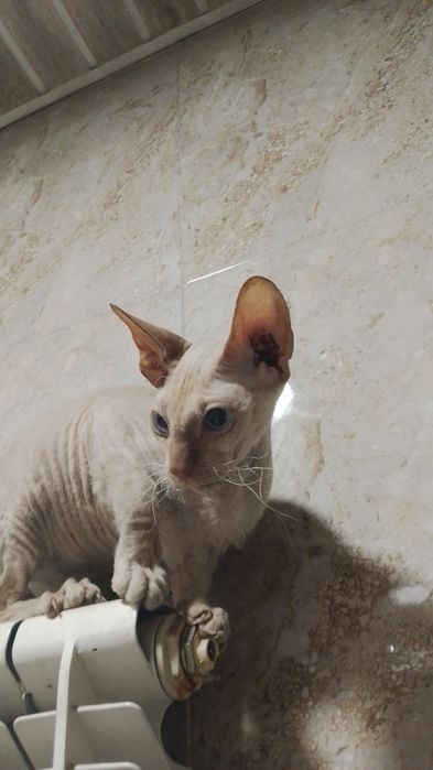 Mushukni yaxshi qoʻllarga sotamiz