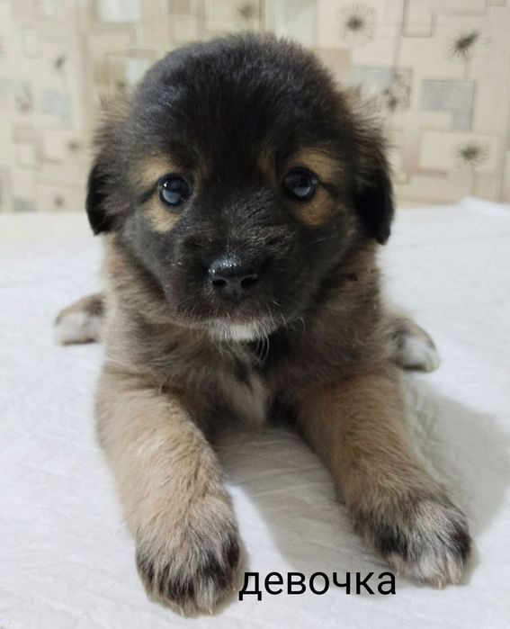 Пристраиваются щенки в заботливые руки !