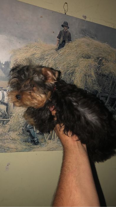 Catelusa yorkshire terrier 10 saptamani