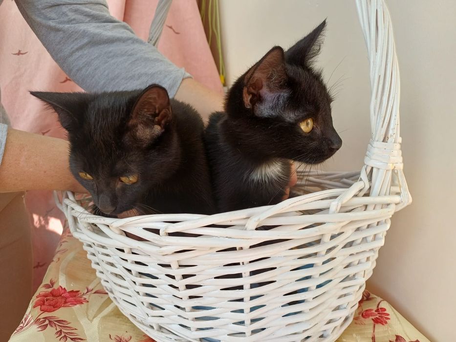 Кошачий дуэт ищет семью