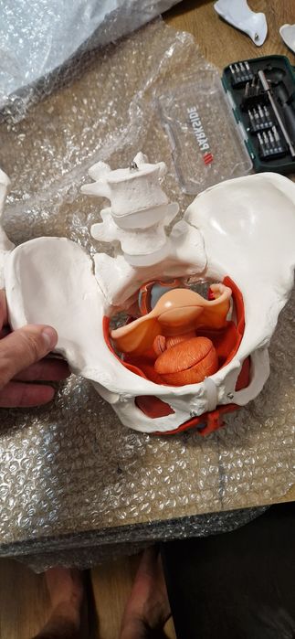 Model Pelvis Feminin