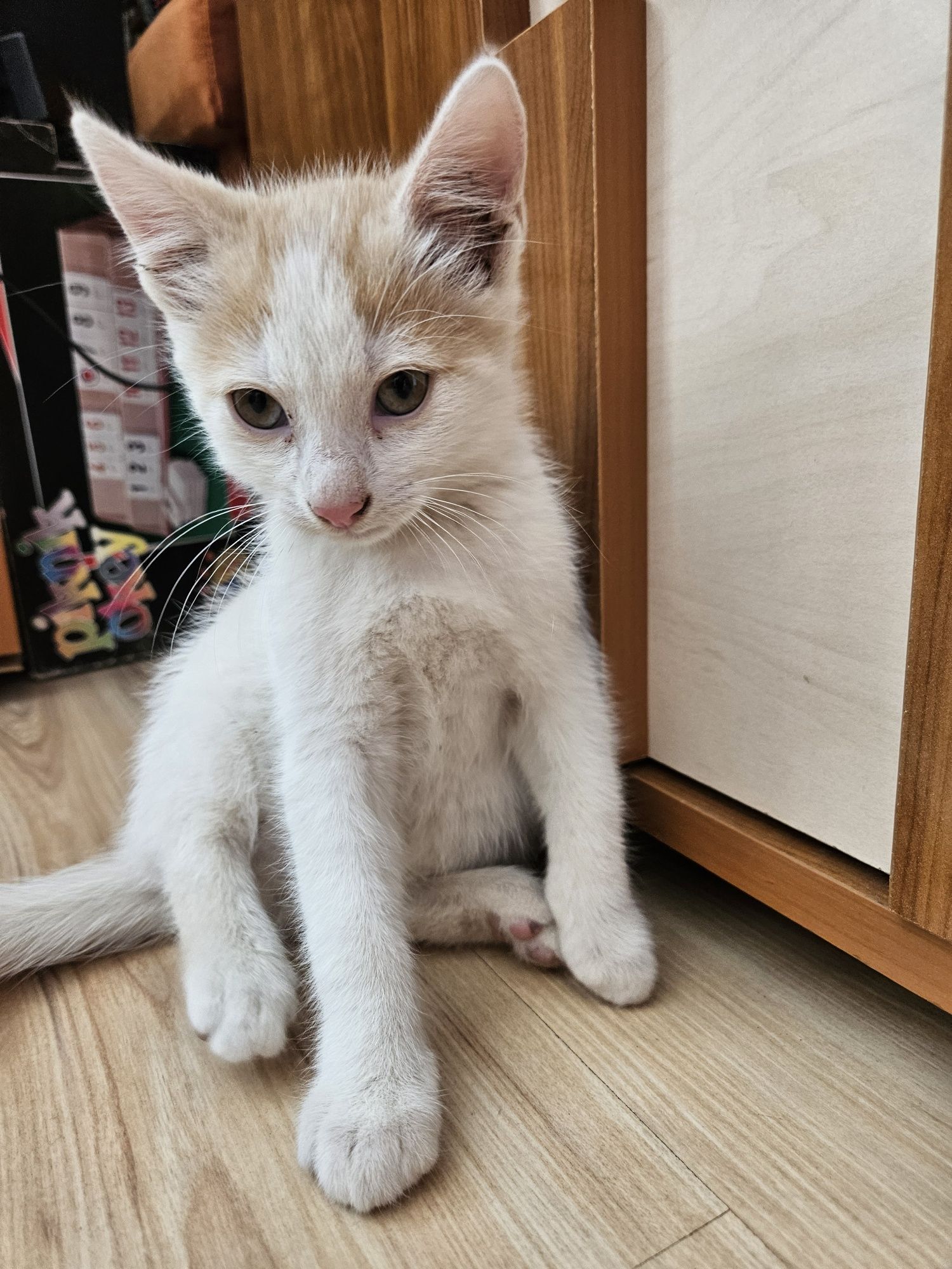 Adopție pisoiași
