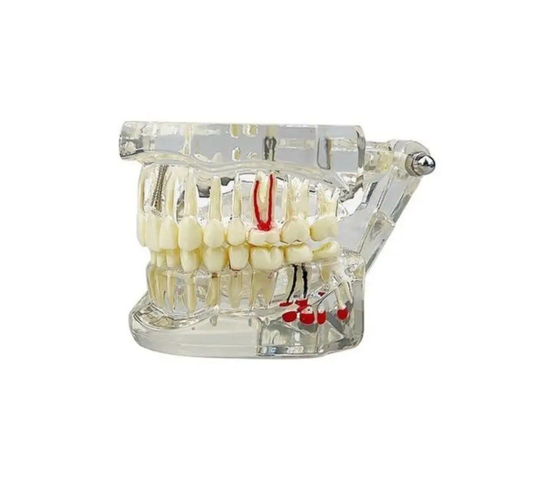 Анатомическая модель зубов