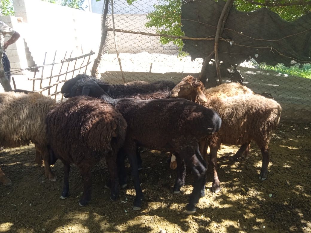 Qurbonlikka sotiladigan qoʻchqor barralar
