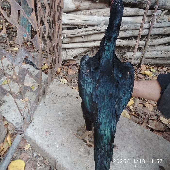 Дакан товук сотилади