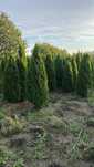 Leleandy tuia spirale pon pon catalpa