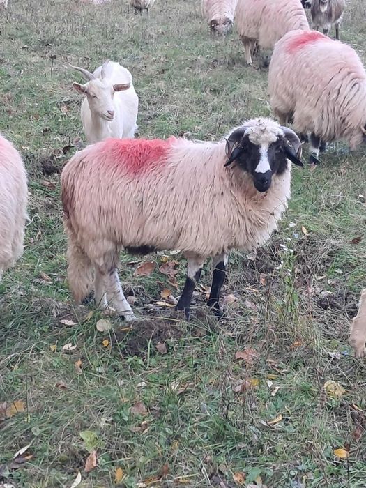 Vand 2 noatini si doi niori din oi breze