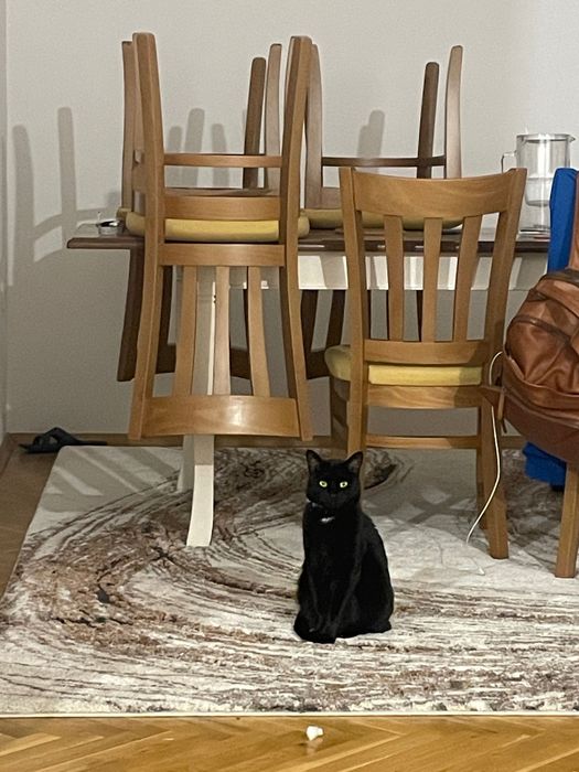 Подарявам Домашно Гледана Котка