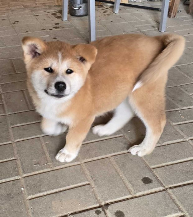 Vând Akita Inu, rasă pură, cu pedigree