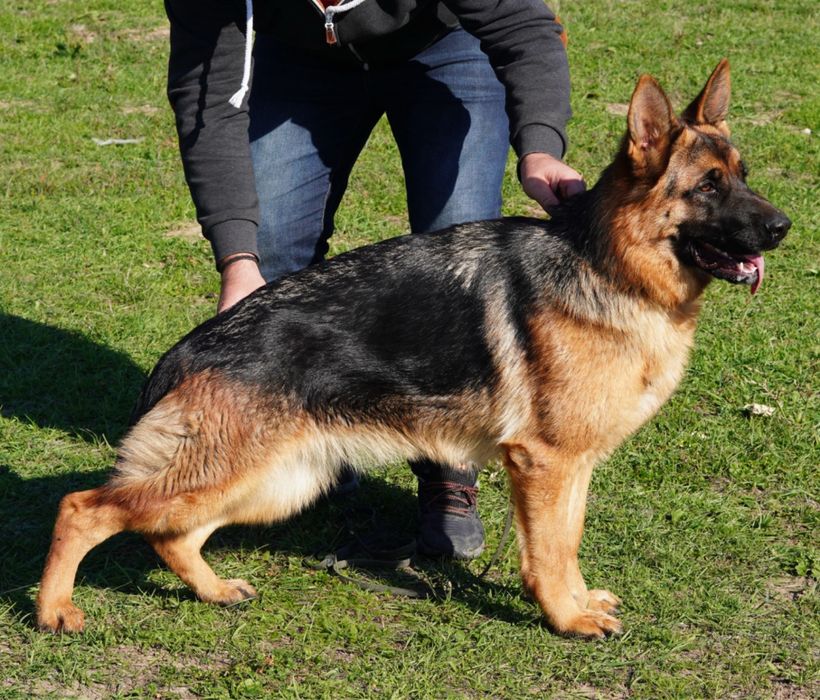 Femeluta Ciobanesc German cu Pedigree de elită