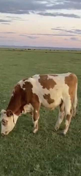 Продам бычков 5 голов.