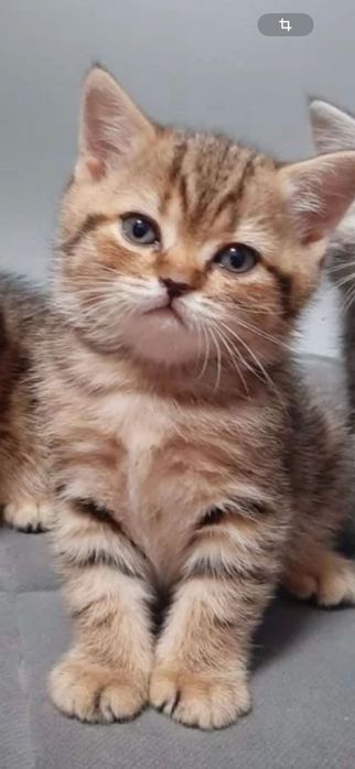 Шотландский котенок золото