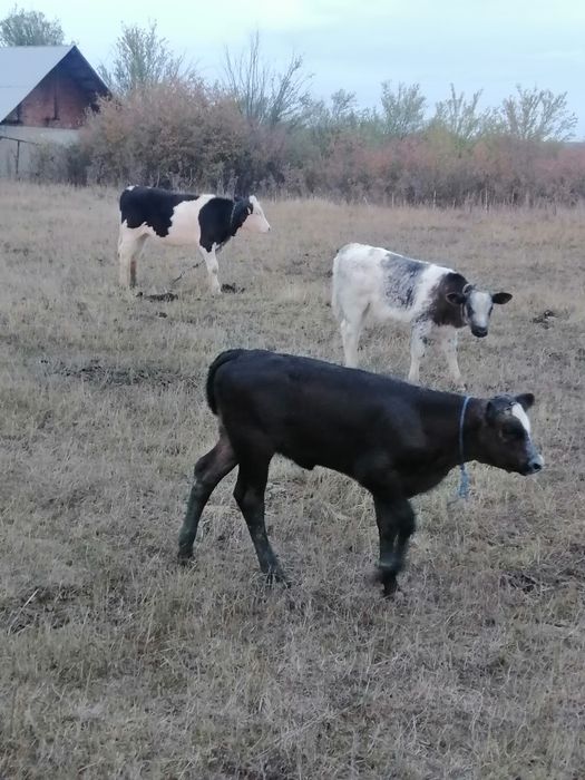 Vand vițele în vârstă de 3-4 luni