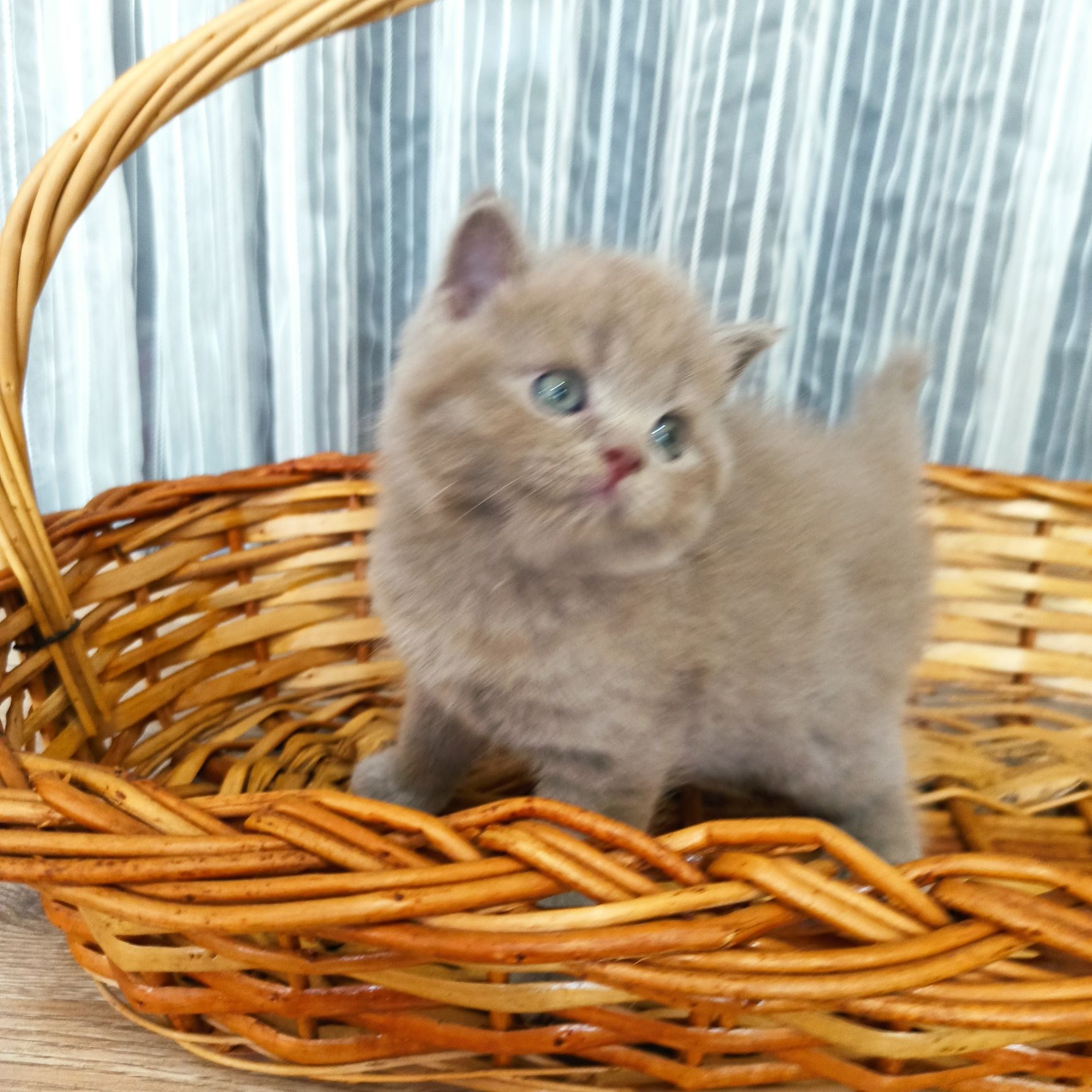 Продаюся девочки скоттиш страйт