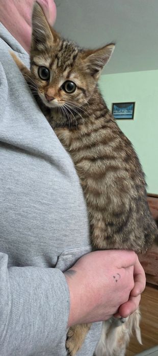 Кари търси своя дом