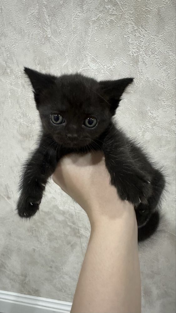 Отдам Скоттиш страйт котят