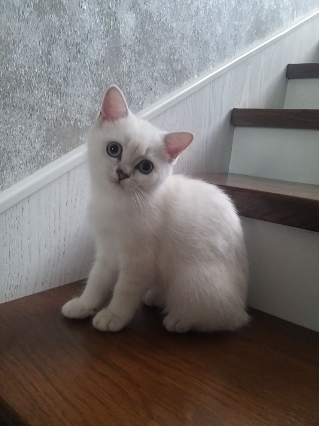Продам котенка британскую короткошерстную серебристую шиншиллу.