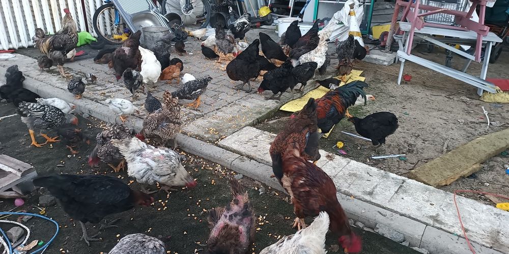 Vând găini și cocosi