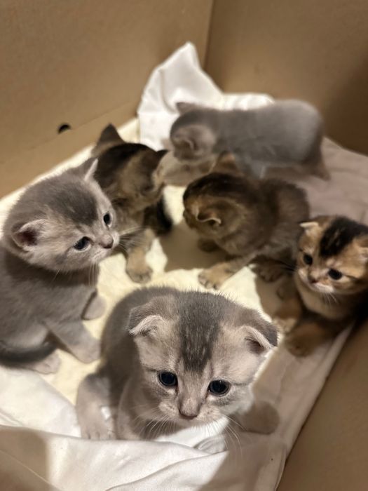 Скотиш фолд и страйд