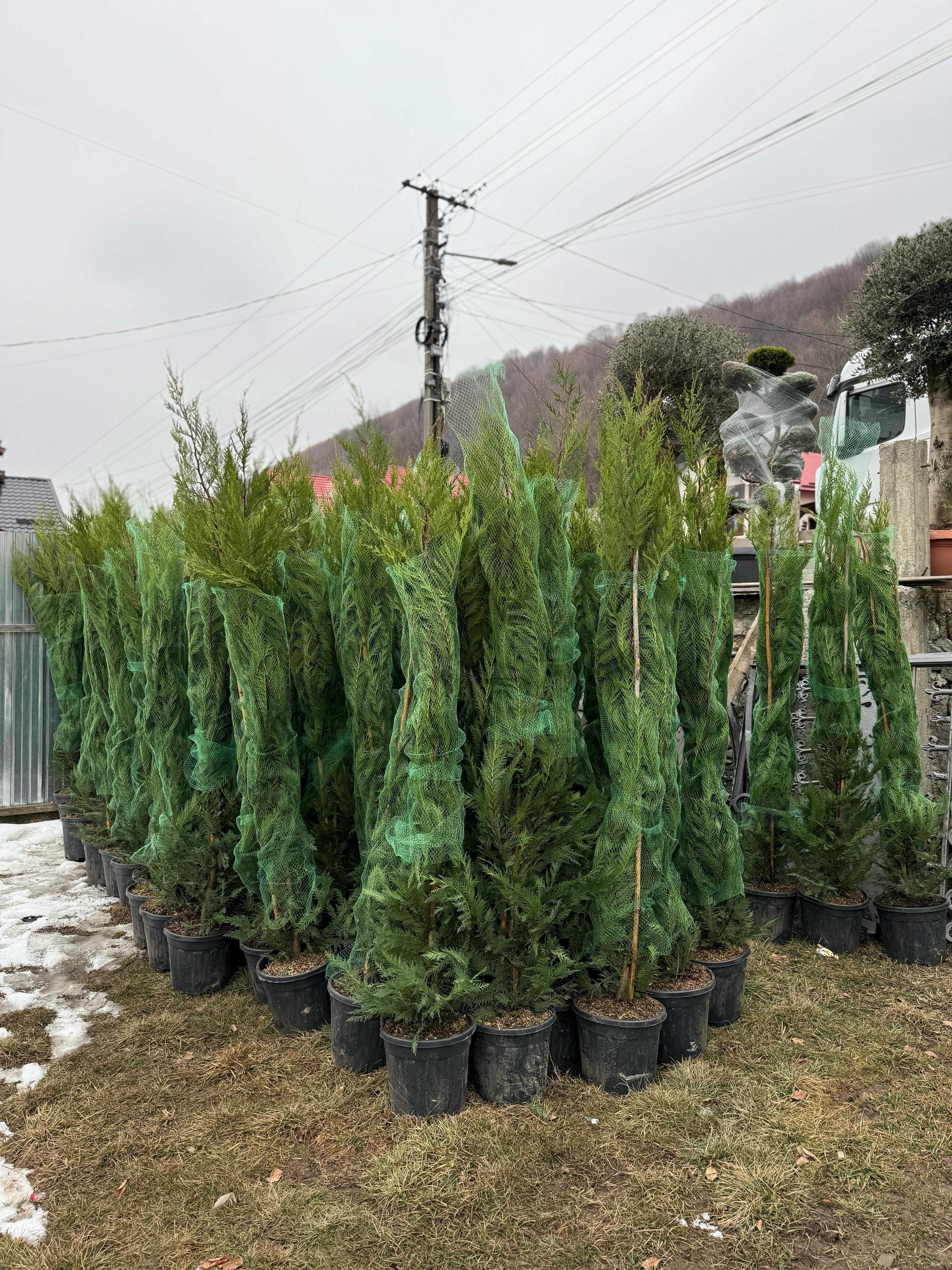 Amenajări grădini cu plante rezistente și piatră naturală!