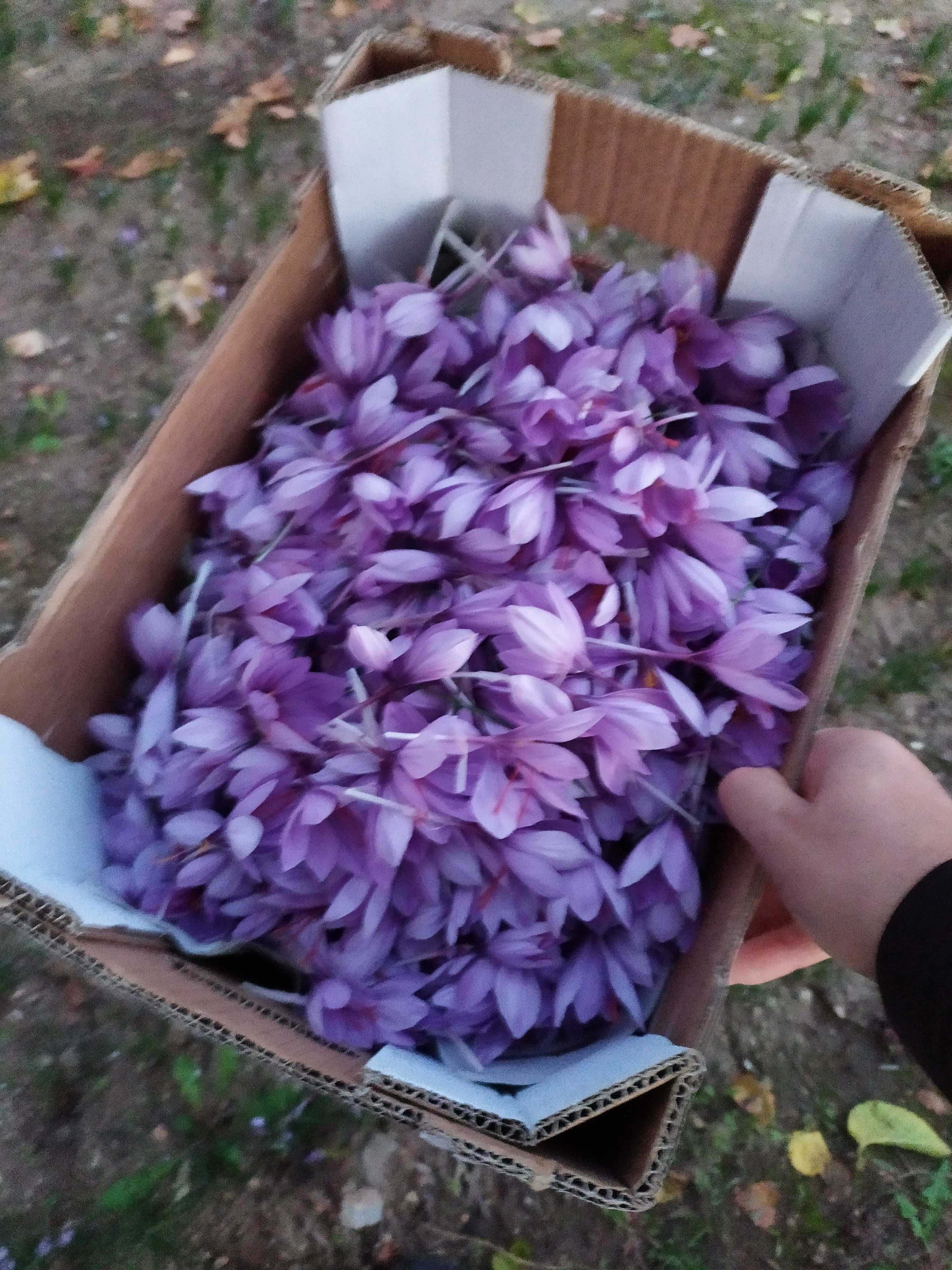 Шафран луковици различни размери