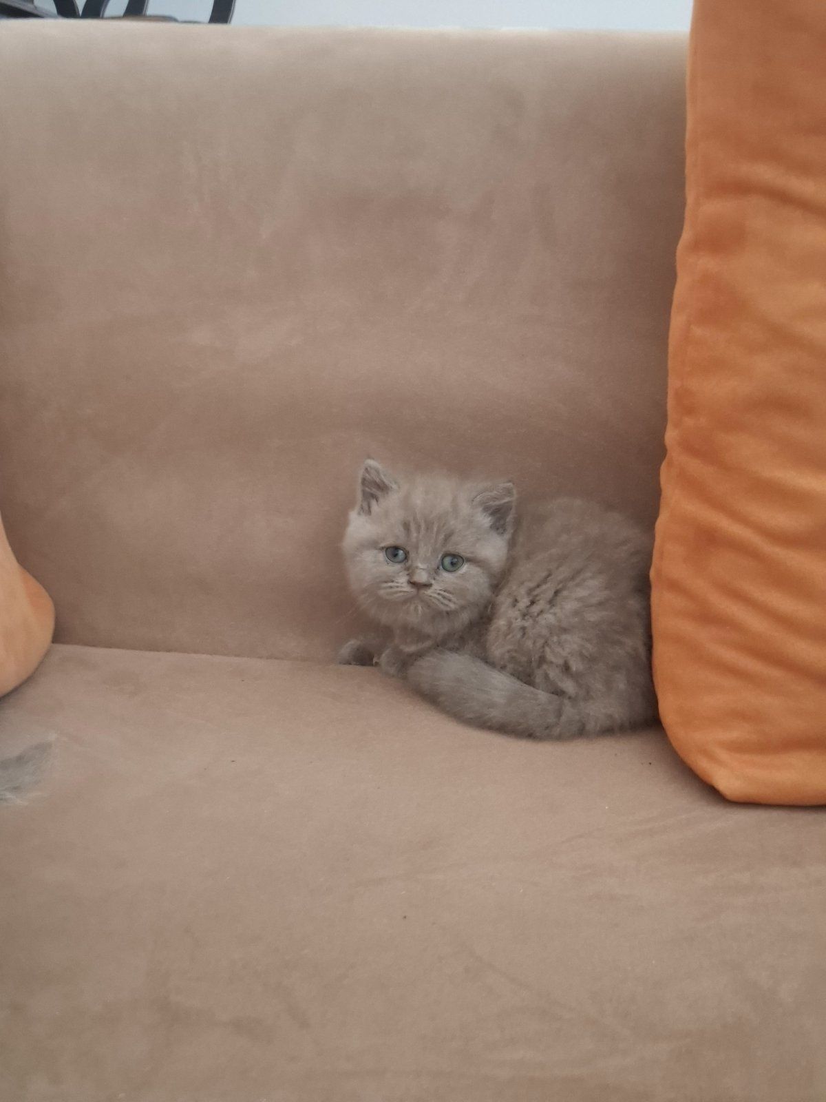 Клепоухи и правоухи момчета