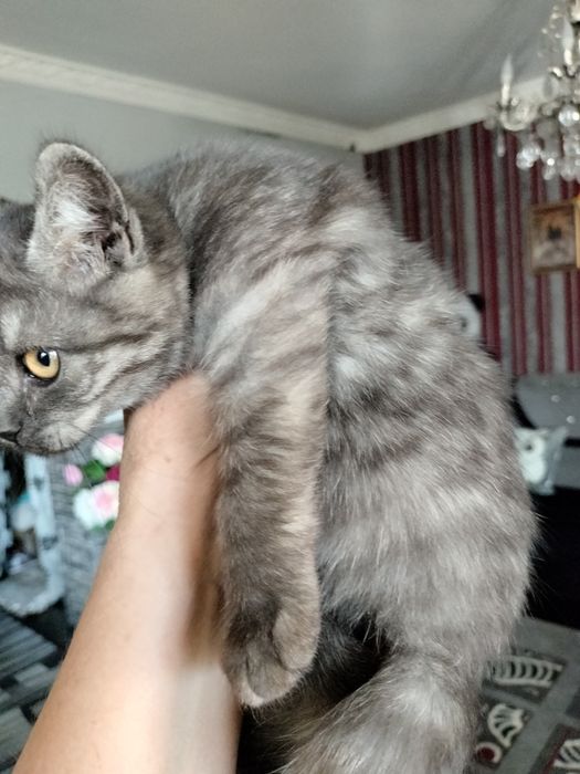 Продам породистого котёнка.