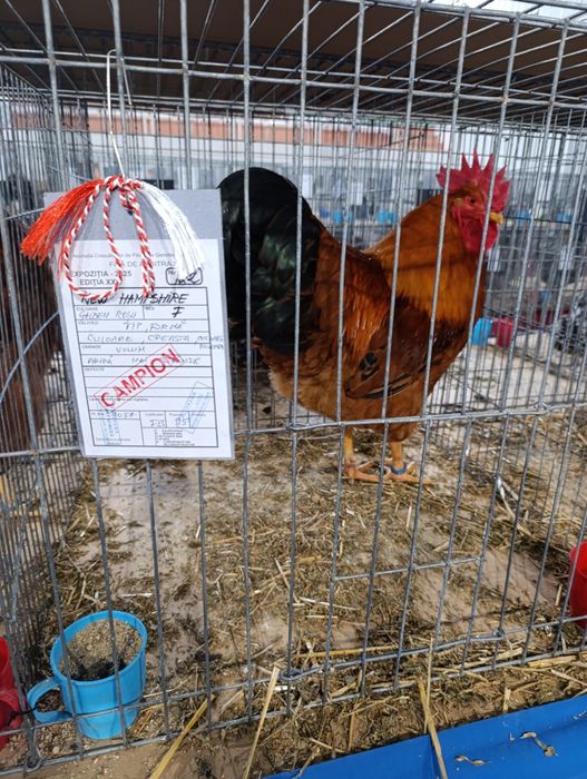 Ouă găini new hampshire negru