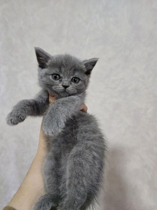 Шотландский девичка и мальчик