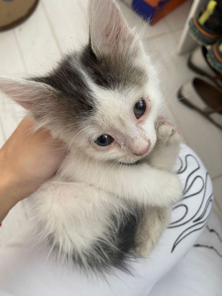 Котенок бесплатно в добрые руки