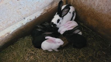 Малки зайчета