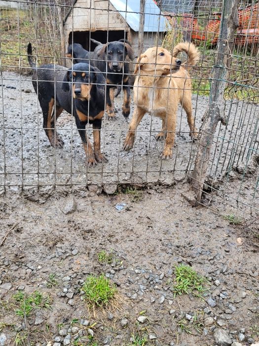 Câini de vânătoare